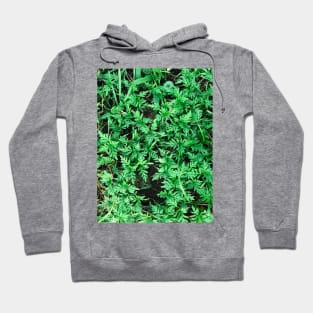 Grass (Yellow cosmos) texture background (greener) Hoodie